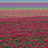 Flowering tulip fields in Zeeland